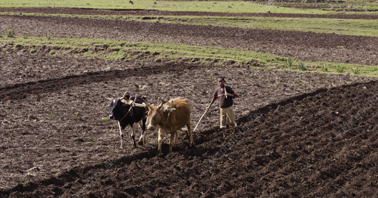 boy farmer
