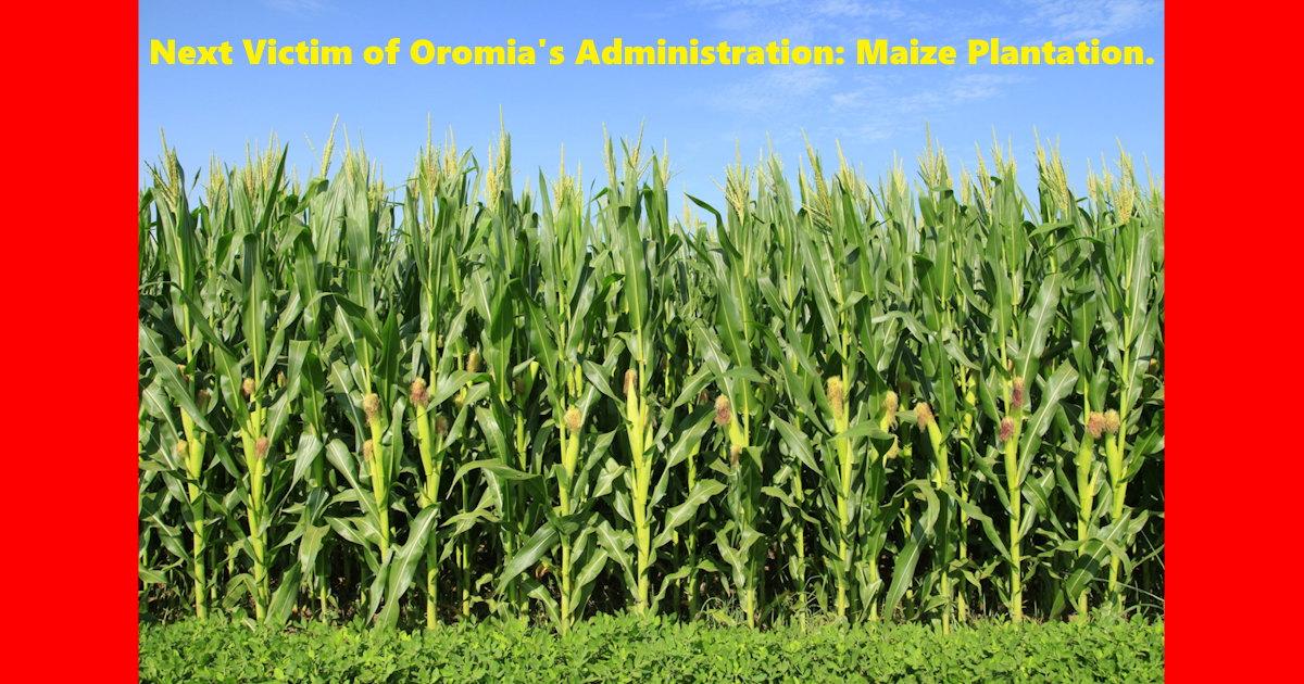 Maize Ban